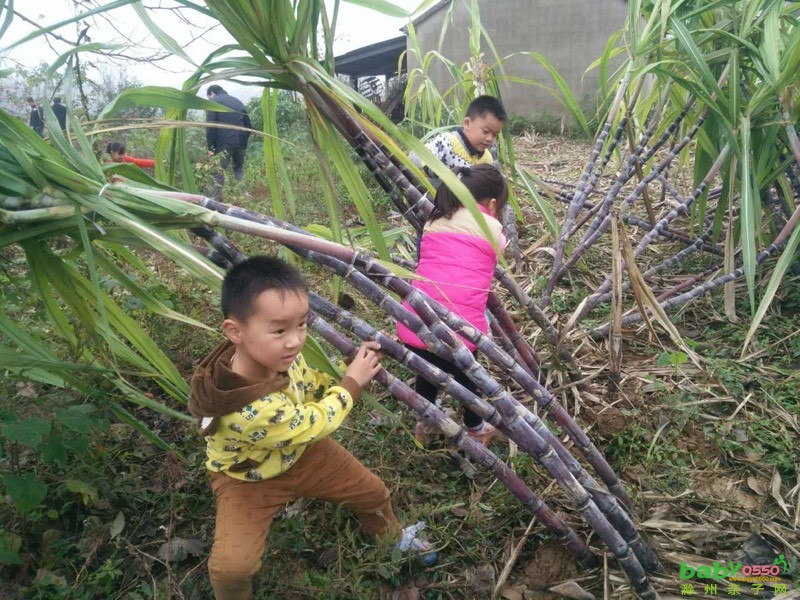 不一樣的周末，采摘園里的歡樂