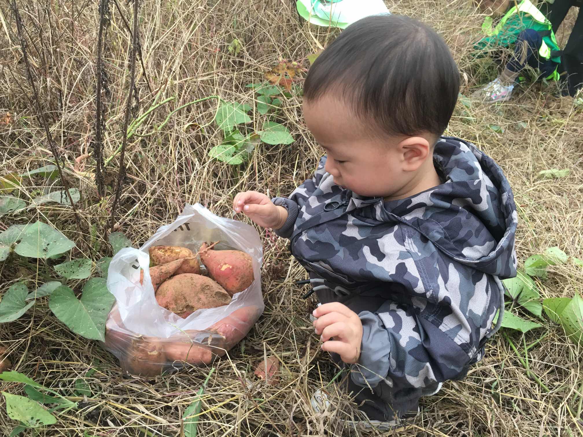 走進(jìn)大自然，親子采摘行